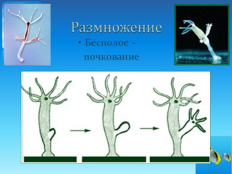 Почкование гидры схема