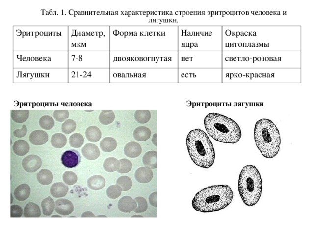 Форма клетки крови человека и лягушки таблица