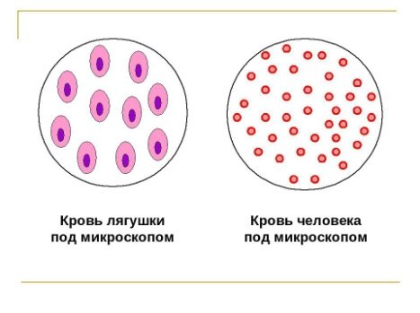 Клетки крови человека и лягушки под микроскопом