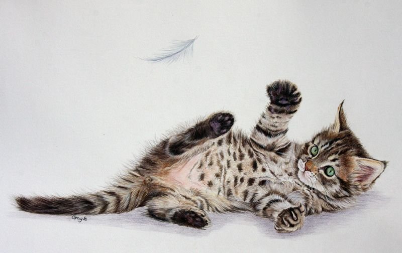 Кошка цветными карандашами