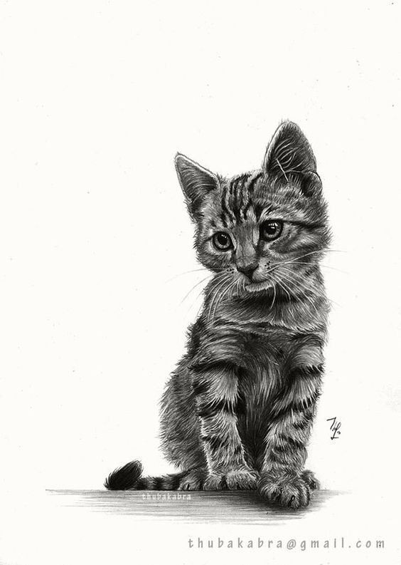Кошка рисунок карандашом
