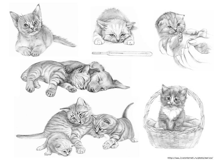 Коты скетчи