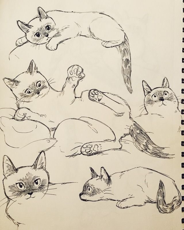 Зарисовки котов
