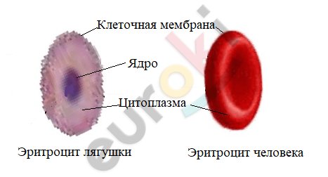 Ядро эритроцита лягушки