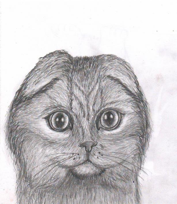 Вислоухий кот карандашом