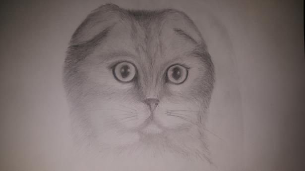 Котёнок шотландский вислоухий карандашом