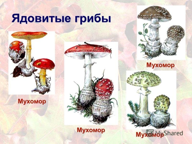 Гриб рисунок