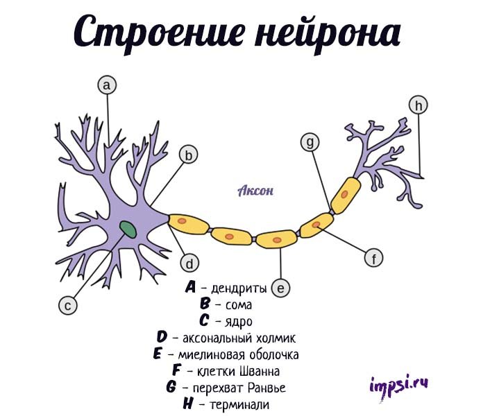 Схема строения нейрона