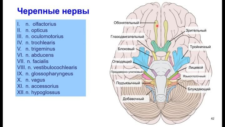 Черепные нервы
