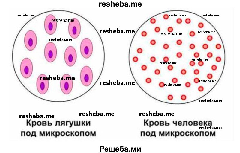 Лейкоциты человека и лягушки