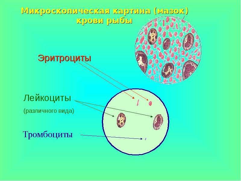 Эритроциты и лейкоциты лягушки