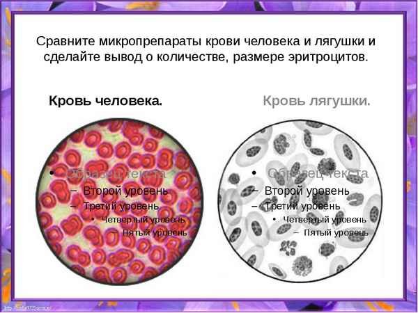 Эритроциты крови лягушки биология 9 класс