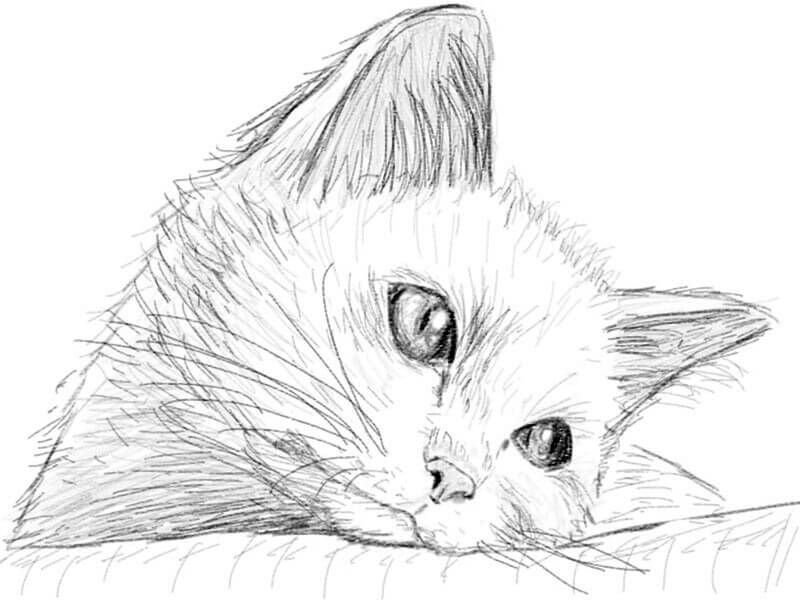 Рисунки котиков