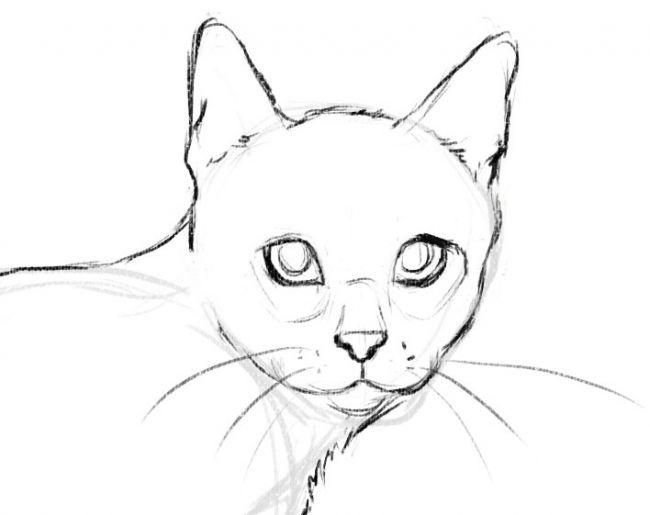 Кошка карандашом