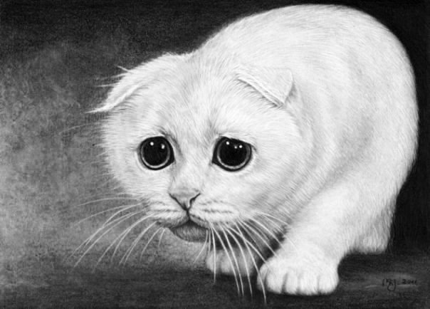 Вислоухий кот карандашом