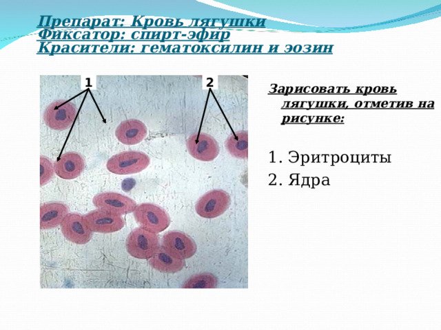 Мазок крови лягушки гистология