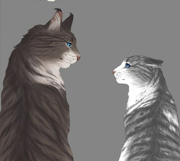 Коты Воители Искра и Коршун арты
