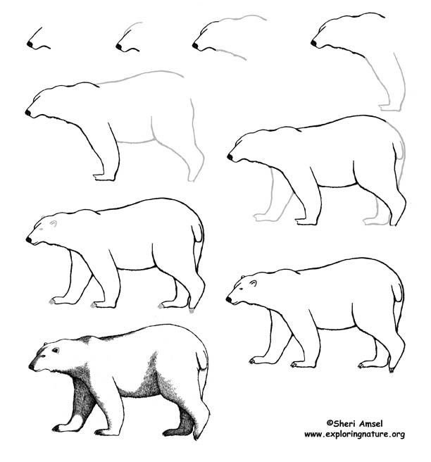 Медведь рисунок карандашом