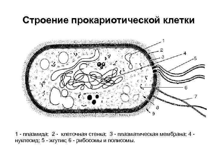 Строение прокариотической бактериальной клетки