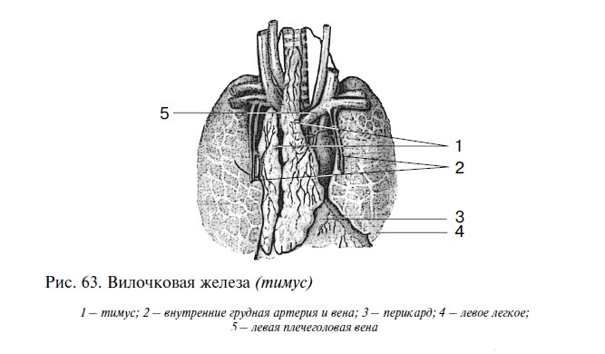 Вилочковая железа схема