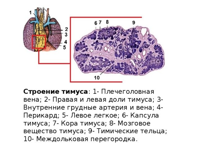 Тимус строение