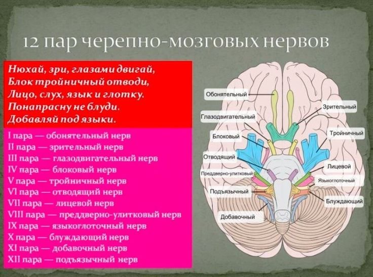 Черепные нервы 12 пар анатомия