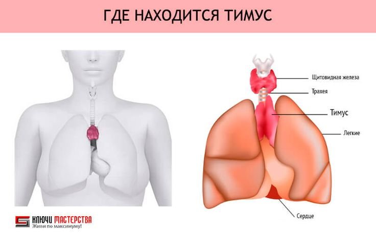 Тимус вилочковая железа