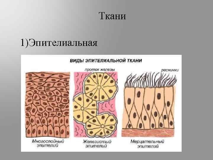 Эпителиальная ткань строение рисунок
