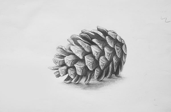 Шишка рисунок