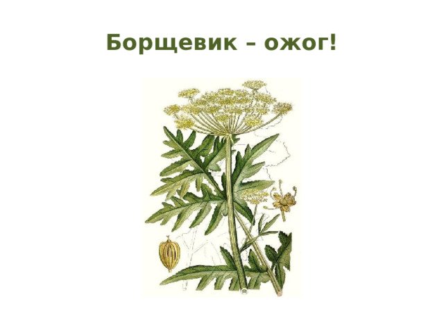 Борщевик Сосновского рисунок