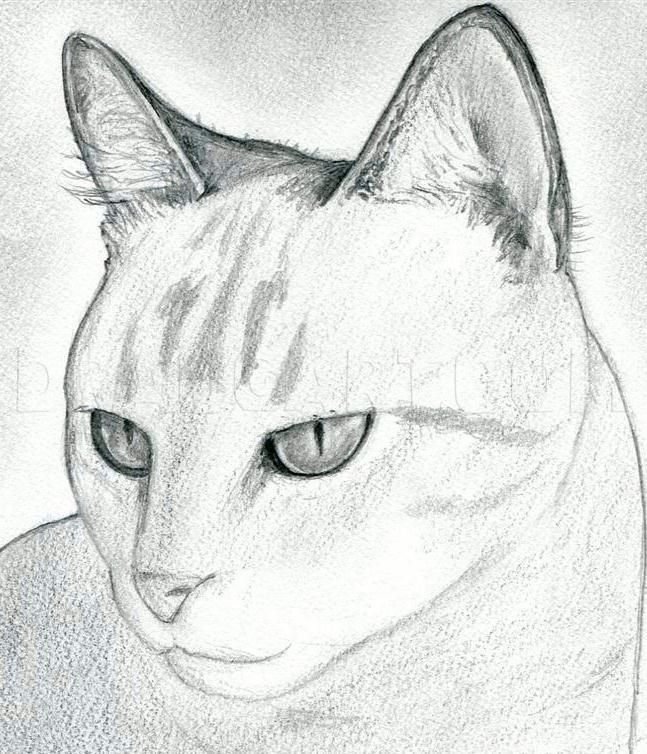 Кошка рисунок
