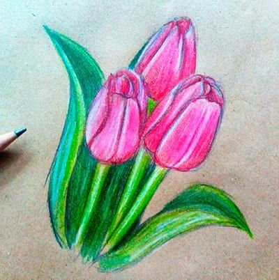 Рисование цветов цветными карандашами