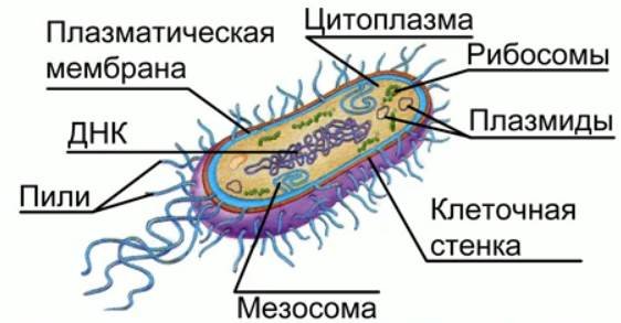 Строение прокариотической бактериальной клетки