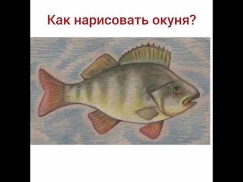 Окунь рисунок легкий