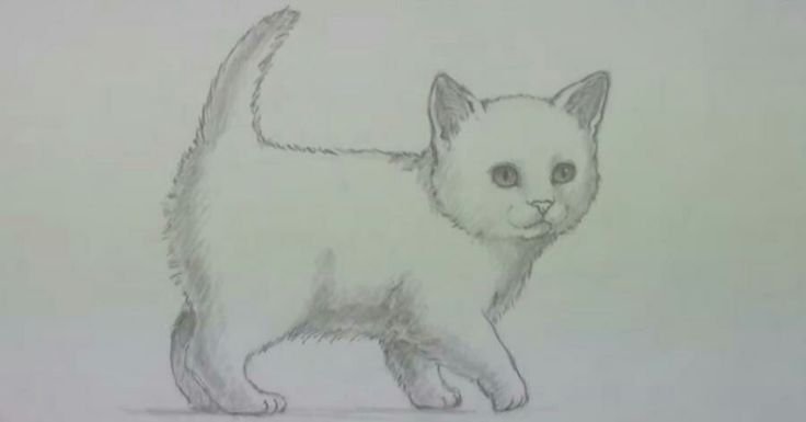 Котёнок рисунок карандашом