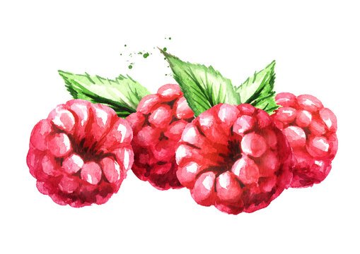 Малина акварель