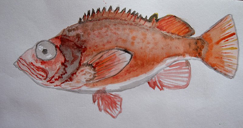 Морской окунь рисунок
