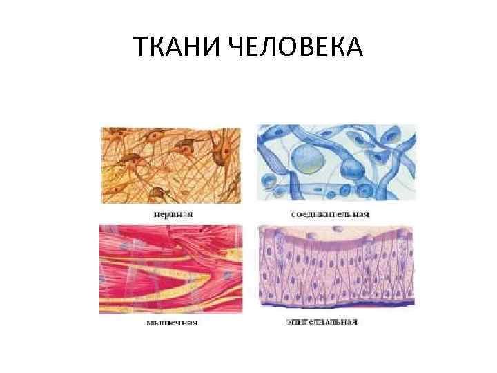 Ткани эпителиальная соединительная мышечная нервная