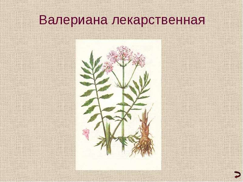 Валерьяна растение описание