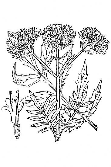 Valeriana officinalis рисунок
