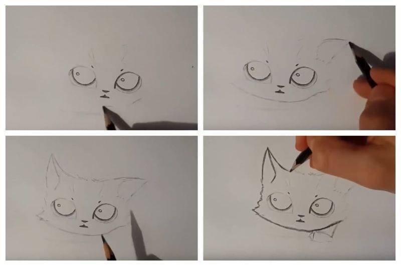 Легкая мордочка кота