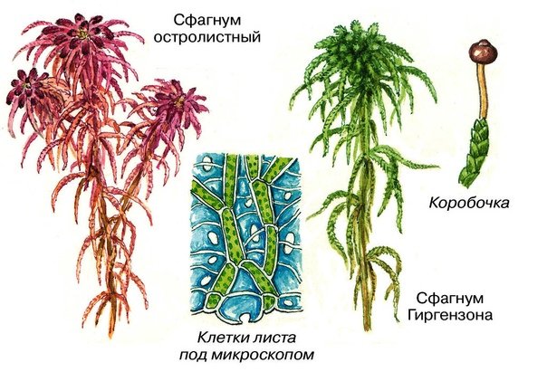 Мох сфагнум рисунок