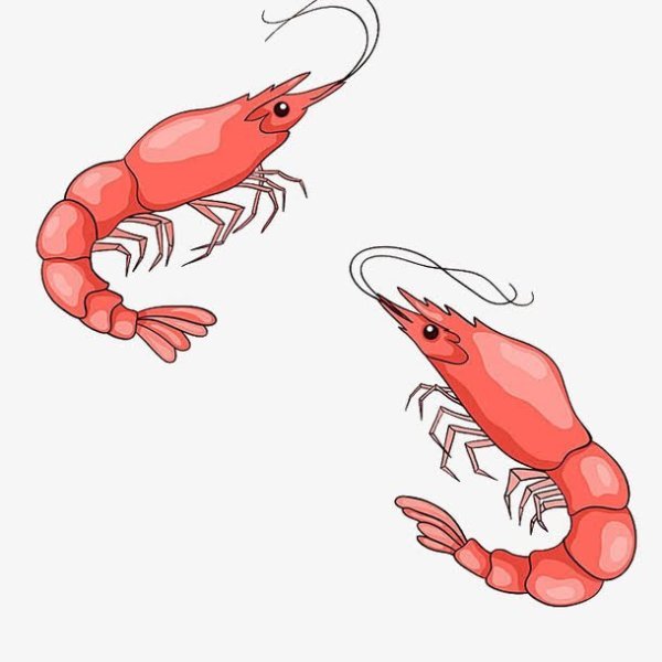 Креветка рисунок