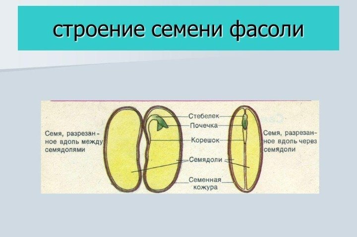 Строение семени фасоли и зерновки пшеницы