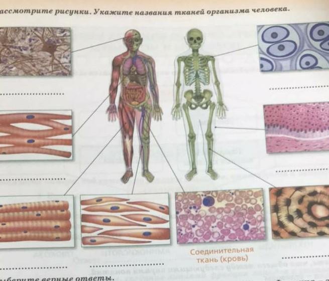 Ткани человеческого организма