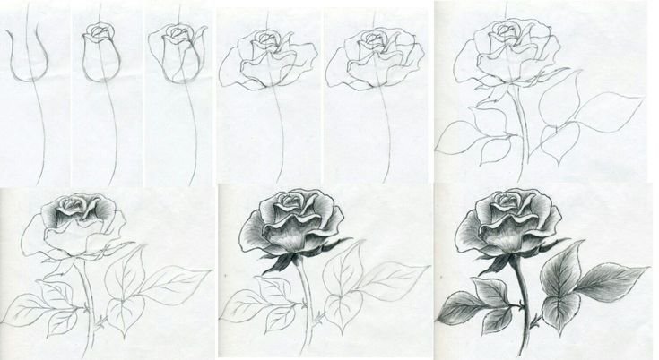 Рисунок розы для срисовки