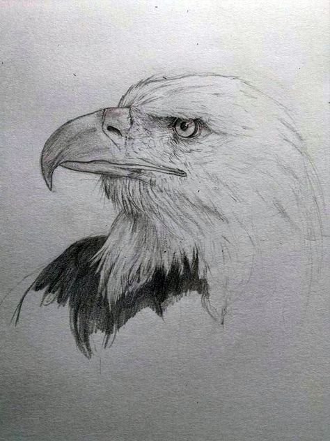 Орел