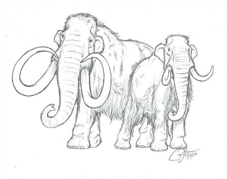 Мамонт Mammuthus primigenius