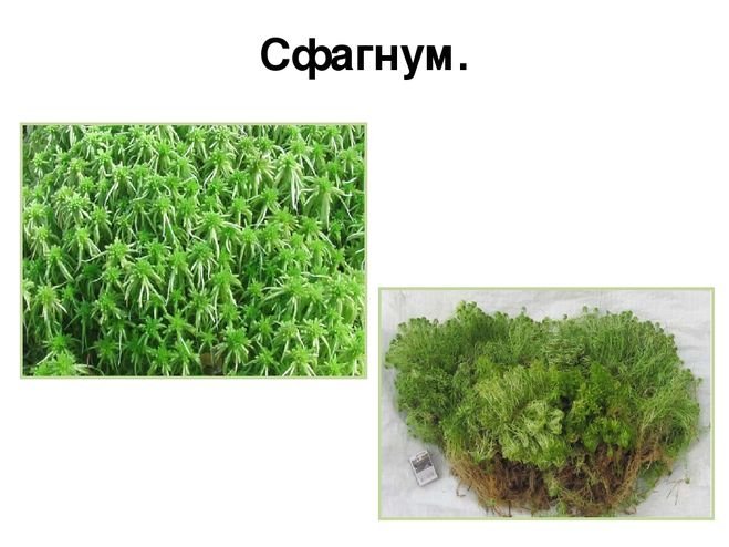 Сфагнум зеленый мох