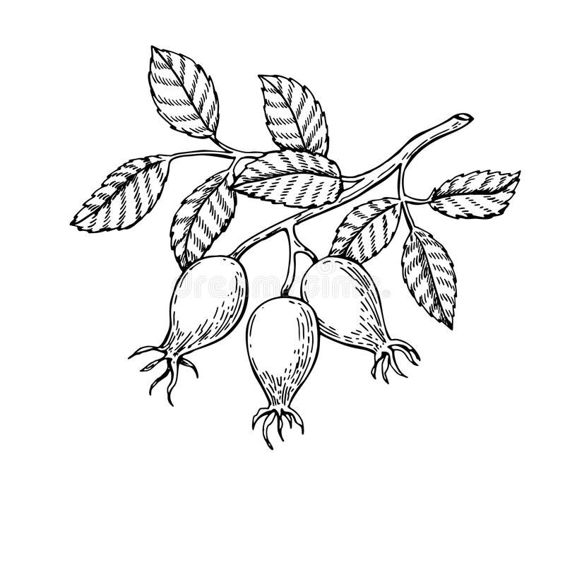 Шиповник рисунок